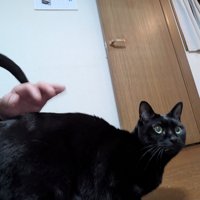 おしりを叩いてもらう黒猫