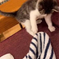 タオルで遊ぶ子猫