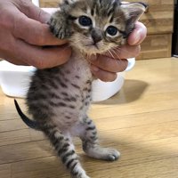 立つ子猫