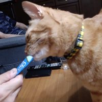 ちゅーるをもらっている猫