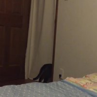 部屋を出る猫