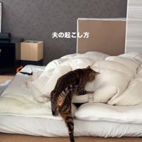 飼い主を起こしている猫