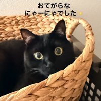 かごの中にいる猫