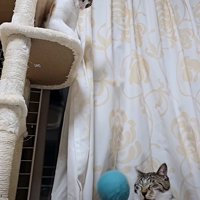 ボールが当たった猫