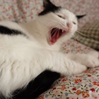 あくびをしているおこめちゃん