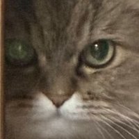 猫の顔