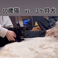 子犬の方を向く猫
