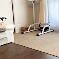 2匹の子猫と部屋の隅でくつろぐ猫