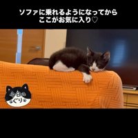 ソファの背もたれに座る子猫