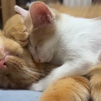 寝ている茶トラ猫と茶白猫