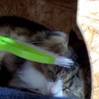 ミニほうきで頭を撫でられる猫