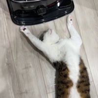 ストーブの前でひっくり返っている猫のややアップと飼い主の両足