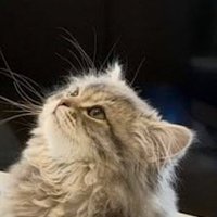 天井を見つめる猫