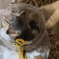 子猫を救出する場面