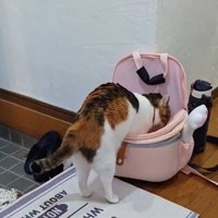 カバンに前足を入れる猫