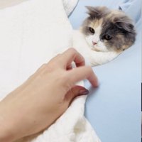 クッションでくつろぐ子猫