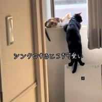 ニャルソックする2匹の猫