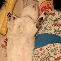 お腹を出して眠る猫