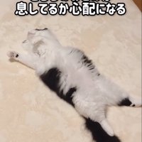仰向けに眠る猫