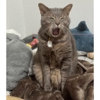 あくびしている猫