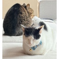 眠っている猫たち