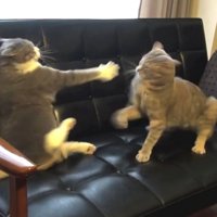応戦するハチワレ猫