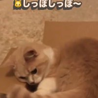 箱の中で遊んでいる子猫