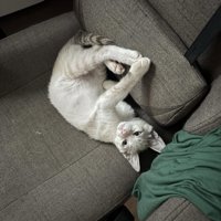 寝転がっている猫