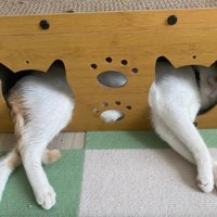 ハウスにいる猫
