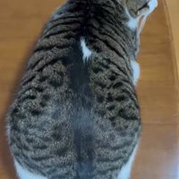 しっぽを左に振る猫