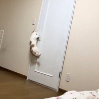 必死な猫