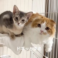 一緒に過ごす2匹の猫