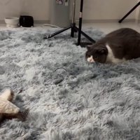 少し離れた場所に落ちている鳥のオモチャを見つめる猫