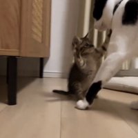両手を広げて白黒猫に向かう子猫