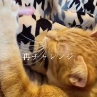 飼い主の指と猫