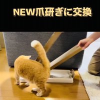 新しい爪研ぎを見にきた茶トラ猫