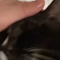 笑顔で撫でられる猫