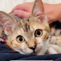 飼い主さんに撫でられる子猫