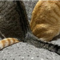 猫の尻尾