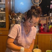 人の肩に乗る子猫