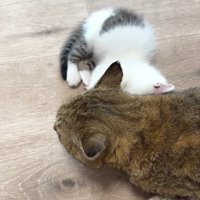 たこやきくんの後ろで