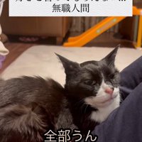人の上に乗っている猫と「全部うんって～」の字幕