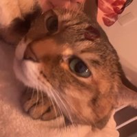 飼い主の咳を聞いて耳を後ろに倒す猫