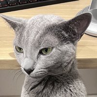 飼い主の膝の上に座って遠くを見つめる猫