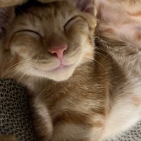 ぐっすり寝ている茶トラ猫の笑ってるような表情