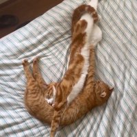 体をくっつけて眠る2匹の猫