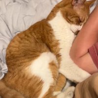 甘える猫