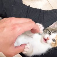 口を開ける三毛ちゃん