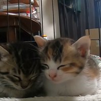 顔を寄せて目を瞑るふたり