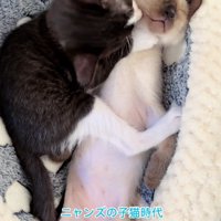 舐められても爆睡するジェムくん